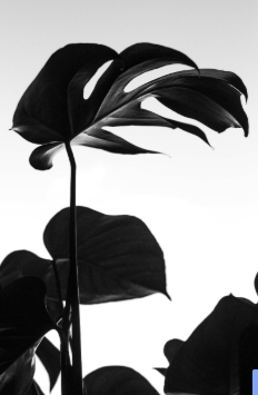 plante Elodie Jolain naturopathe decoration cabinet