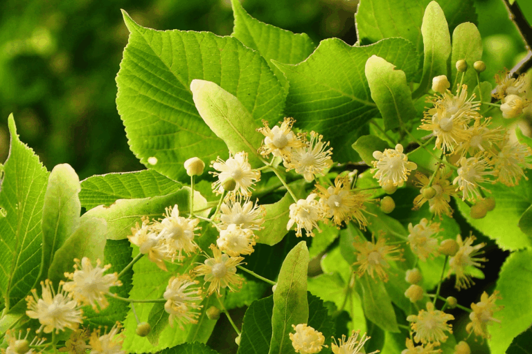 cure aubier tilleul