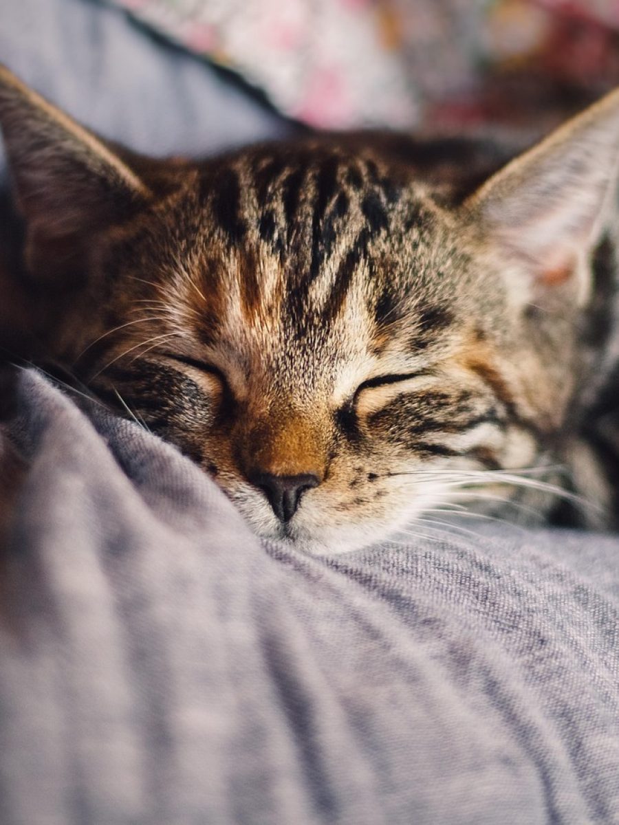 cat, pet, feline, animal, fur, sleep, kitty, domestic, relax, nature, domestic cat, cat portrait, animal world, domestic animal